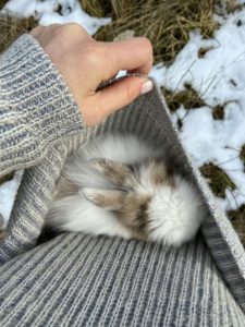 A photo of a sweet little grey and white baby rabbit who is tucked into the bottom of someone’s grey sweater. The person is holding up the side of their sweater so the rabbit does not fall out. The person is standing outside, too, and you can see some melting snow on the ground. 
