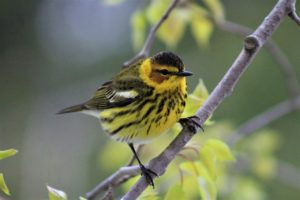 A cute little Cape May Warbler is sitting on a branch and looking around at the world. This bird is black and yellow and about the size of a sparrow. 
