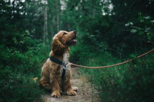 Photo of an blond English Cocker Spaniel puppy sitting on a dirt trail in a forest. She is looking up lovingly at the human who is holding her leash just out of view and to the right of this photo. The forest is lush and looks as green and vibrant as it should in July or August when summer is peaking and everything is growing furiously. You can barely see anything of the sky because of how tall the trees are!