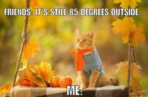 Photo of a cat sitting on a wooden swing outside. The cat is wearing an orange scarf and a blue sweater. There are colourful autumn leaves scattered about and some trees in the background that look like their leaves are turning colours, too. Humorously enough, the text on this image reads “Friends: it’s still 85 degrees out. Me: …..” 85 Fahrenheit is about 29 Celsius. So even when it’s still warm out, both this can and I yearn for autumn. 