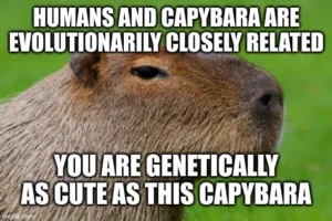 Closeup photo of the head of a peaceful capybara. Image on text reads: “Humans and capybaras are evolutionarily closely related. You are genetically as cute as this capybara.”