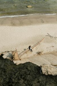 A person sitting on a gigantic log and reading a book on the beach. The log has been bleached white by the water. The person is wearing pants, long sleeves, and a jacket, so it was probably a spring or autumn day instead of a summer one. This phot was taken from far away, so you can’t see any other identifying features of the person. Mostly, it’s just calm waves lapping at the shore and undisturbed sand.