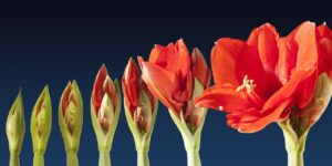 A time lapse photo of a red amaryllis flower from bud to full bloom. It is show in seven different steps, from tight little bud on the left side of the image to full bloom on the right. Each intermediate plant is a little redder and prettier than the last. 