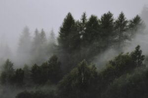 Photo of a pine forest that is covered in fog. The forest is covering a large hill - or possibly a small mountain - so the trees further away from the fog are much clearer than the ones in the thick of it. This looks to be a hazy and overcast day even before the fog rolled in. 