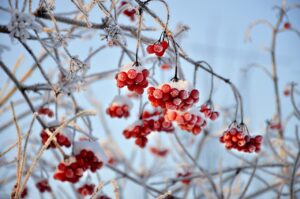 Little red berries still clinging to a bush after a frost. Every piece of the plant has a light layer of frost on it which gives this image a cold, brisk, wintery feeling. 