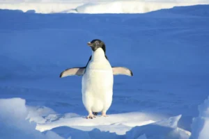 A penguin standing in a patch of sunlight on some snow and stretching out both wings as it looks to the right. Behind it there are deep shadows over the snow. Perhaps it’s next to a mountain or a very large heap of snow that’s casting shadows?