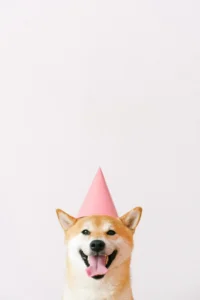 A Shiba Inu dog who is wearing a pink party hat. the dog’s outstretched panting tongue is the same colour as the hat! 