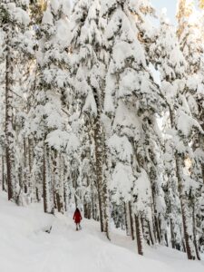 A person wearing a red jacket is walking into a snowy forest. There looks to be about a foot of snow on the ground and the fir trees have branches filled with snow, too. The person looks small when compared to how tall the trees are. 