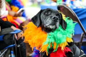A black Labrador retriever who is wearing a rainbow-themed fuzzy faux feather wrap around his neck. Is this from a Pride Parade, perhaps? He looks interested in whatever he’s peering at. 