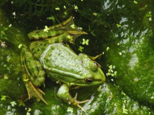 A green frog sitting peacefully in the water of a pond. The water includes algae and a few small green leaves that have fallen from nearby plants. 