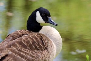 A Canada goose sitting in front of a pond looking every bit as grumpy as this species often are. 