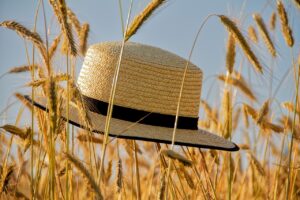 A straw hat with a black ribbon wrapped around it is sitting on top of some wheat in a field. The wheat is golden brown and looks ready to harvest. I have no idea why the hat was left there. 