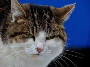 Photo of a grumpy tabby cat making an angry face.