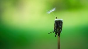 An old dandelion that has lost all but one of its seed heads. The final seed head is holding onto the dandelion tenaciously. 