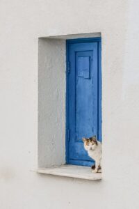 A white cat with grey and black spots is sitting in a white windowsill in Cyprus. Behind the cat is a brilliantly blue window that stands out beautifully. 
