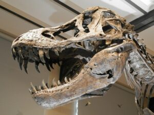Closeup of the head of a t-Rex skeleton that’s displayed in Belgium. Its mouth is opened and you can see teeth sticking out of it. 
