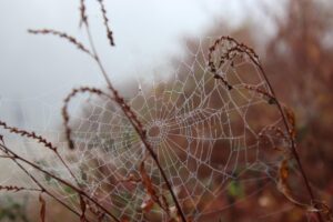 An empty spider web that has been woven in a wheat field that looks ready to be harvested. There are a few beads of water in the web, and the sky looks overcast and like it might rain again soon. 
