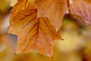 Closeup photo of yellow autumn leaves still on the branch. 