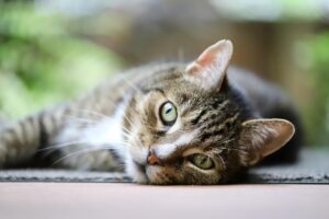 A grey, white, and black striped kitty is lying on a wooden surface outdoors, possibly a patio, and gazing at the viewer. 