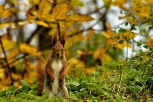 A little red squirrel sitting up and staring at the photographer. This photo was taken outdoors and the leaves are turning yellow for the autumn. The grass is still green. 