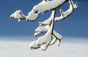 Closeup photo of a small tree branch covered in a heavy layer of wet snow. 