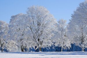 Five deciduous trees that have lost all of their autumn leaves and now have every single one of their branches coated in snow. They look like someone sprinkled powdered sugar on them. 

The sky behind them is light blue, there are fir trees in the distance, and the ground is blanketed in fresh, white snow. 
