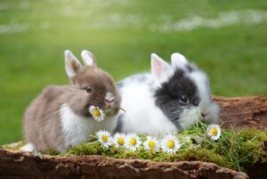 Two baby bunnies eating a row of daisies that have been picked and placed in front of them. Behind the rabbits you see a large expanse of short grass.