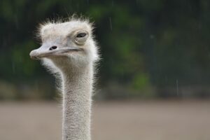 Closeup photo of an ostrich’s annoyed little face as it stands outside by a forest. 