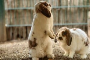 Two rabbits exploring a hay-filled enclosure. Both rabbits are white with brown ears and a few brown spots on their soft fur. One is standing up on his or her back legs to look around while the other is looking ahead at the viewer. 