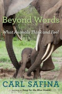 Book cover for Beyond Words: What Animals Think and Feel by Carl Safina. Image on cover is a photograph of two adult elephants helping a baby elephant stand up. Perhaps he or she has recently been born?