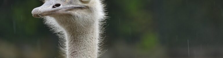 Closeup photo of an ostrich’s annoyed little face as it stands outside by a forest.